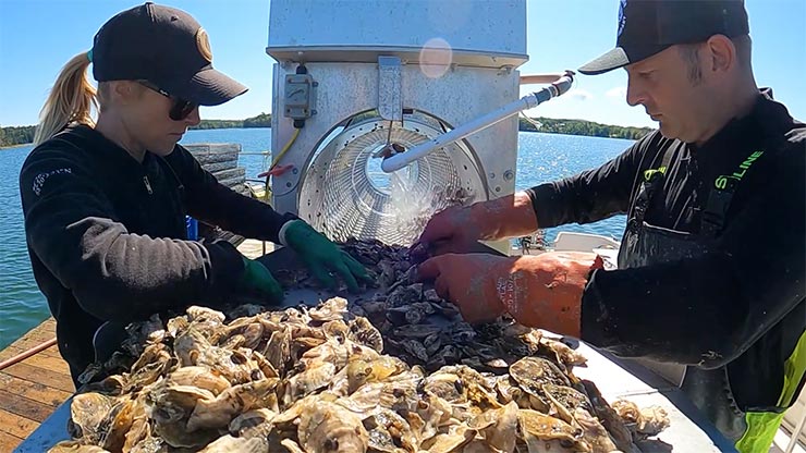 Two people wearing gloves on a boat and sifting through a supply of oysters.